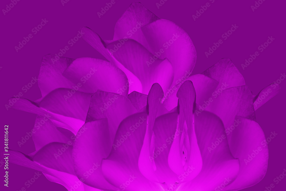 Sticker background of pink cyclamen persicum, a species of primulaceae.close up of floral background