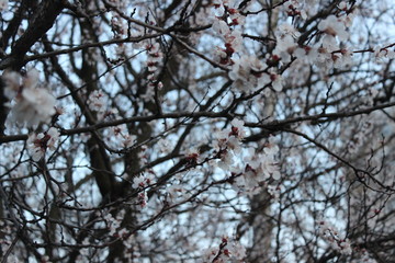 tree branches against blue sky
