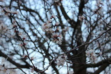 spring tree