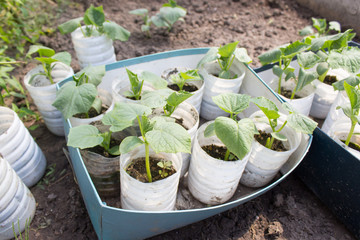 Cucumber seedlings in a container. Homegrown seedlings, household gardening concept