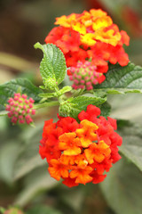 Lantana Camara also known as Spanish Flag or West Indian Lantana