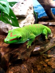 iguana on a tree