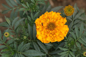 Marigold Flower (gada flower) top view in the garden, Gold Marigold fascinate our mind.