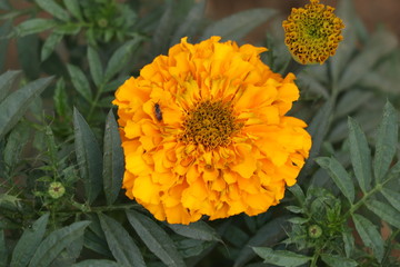Marigold Flower (gada flower) top view in the garden, Gold Marigold fascinate our mind.