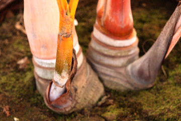 New branch of a tree is growing from the bottom leg, natural condition