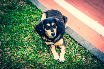 Homeless dogs on the city streets. Animals are looking for food.
A stray dog lies on the boulevard....