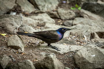 Beautiful common Grackle on riverbank.