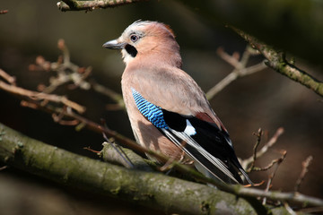 A jay sitting on a tree
