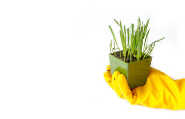 Home gardening, green grass in a container on a white background. Copy space