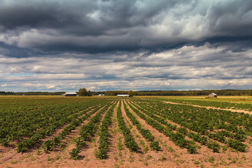 Fototapeta na wymiar Dark Clouds Over The Potato Fields