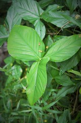 green leaves of plants in the forest in Indonesia during the day