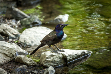 Beautiful common Grackle on riverbank.