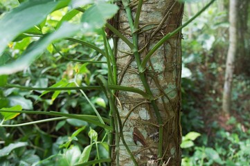 green leaves in the forest
