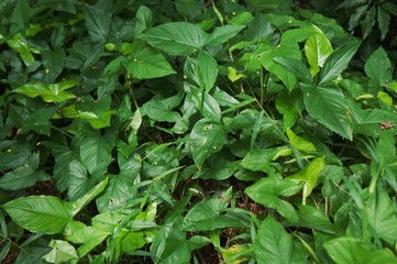 green leaves of plants in the forest in Indonesia during the day