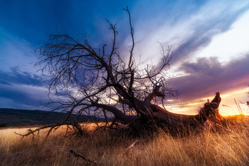 Árbol muerto al atardecer