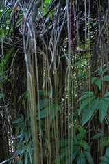 hanging roots of a tree in the forest in central Java during the day. This image contains motion noise, blurry, soft focus