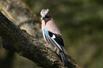 A jay sitting on a tree