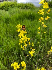 yellow butterfly on a meadow