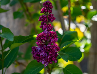 lilac flower bush in the garden