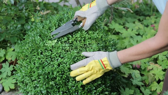 Der Buchs (Buxus sempervirens) wird mit einer Gartenschere in Form geschnitten oder gestutzt