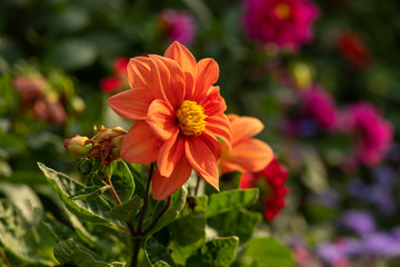 Obraz premium Nice summer flowers on field at sunny day nature flora