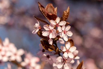 Spring flowers. Beautifully blossoming tree branch.