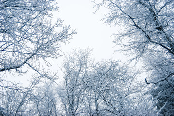 Upward angle view of trees and their branches covered in snow during winter