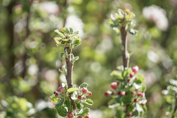 Spitze eines Apfelbaums im Frühling. Knospen leuchten grün, rosa bei Sonnenlicht. Baumkrone. Makro. Europa. Deutschland. Bayern. 