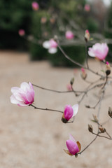 Fototapeta premium Pink magnolia is blooming on garden. Big pink flowers are blooming on the tree