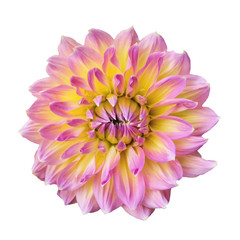 Fototapeta premium Blooming Dahlia flower isolated on white background.