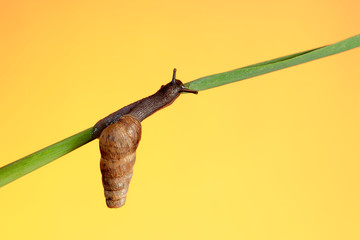 snail macro grass warm background