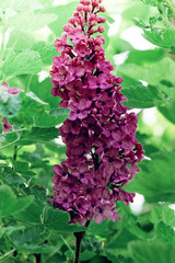 Spring branch of blossoming lilac, Green branch with spring flowers. Lilac flowers on tree in garden