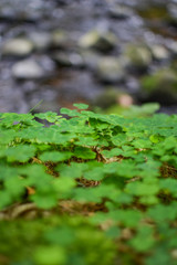Close-up of shamrocks