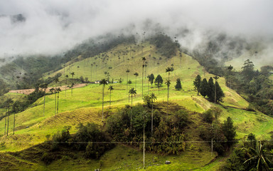 Salento Colombia Palm Trees South America