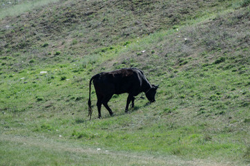 A cow grazes on the field. Calf in the meadow. Agriculture
