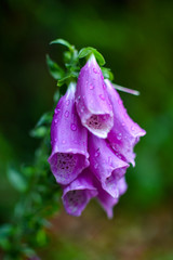 Close-up of purple flower © Jana