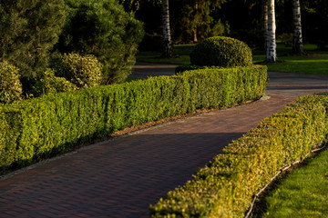long green trimmed geometric bushes in the evening landscape design