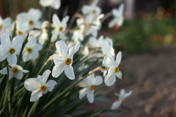 White narcissus (Narcissus poeticus) with yellow trumpet in the flowerbed. White spring flowers grow in the garden, Background