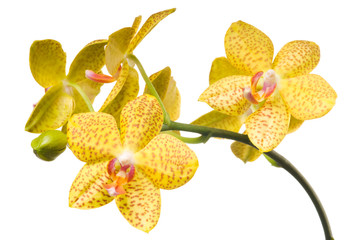 Beautiful bouquet of yellow orchid flowers. Bunch of luxury tropical yellow orchids - phalaenopsis - with red dots isolated on white background. Studio shot