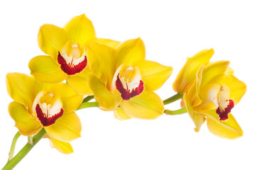 Beautiful bouquet of yellow orchid flowers. Bunch of luxury tropical yellow-pink orchids -...