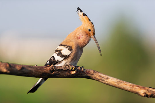 hoopoe on a branch in spring sings a song