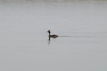 Sea bird. Wild duck swims on the river. Duck on the water.