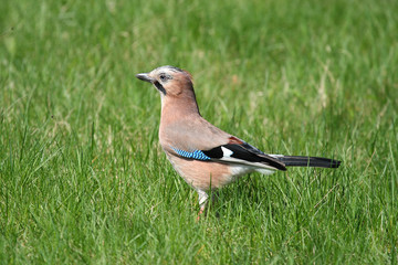 
A jay on green grass