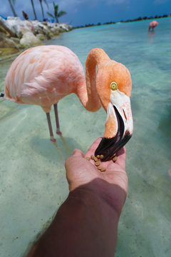 Aruba