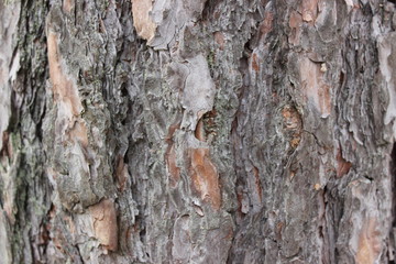 tree bark texture