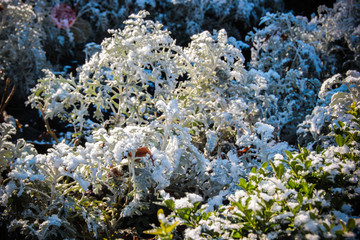 Fototapeta na wymiar The first snow fell on the plant 