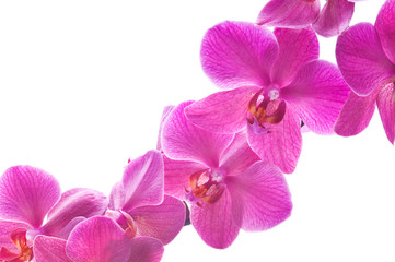 Naklejka na ściany i meble Beautiful bouquet of pink orchid flowers. Bunch of luxury tropical magenta orchids - phalaenopsis - isolated on white background. Studio shot