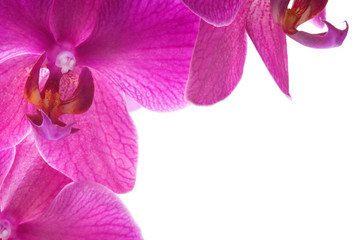 Beautiful bouquet of pink orchid flowers. Bunch of luxury tropical magenta orchids - phalaenopsis -...