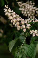 Chestnut tree blossom in spring. Spring blooming chestnut. Chestnut tree blossom. Petals and pollen. Pollen allergy. Pollination and reproduction concept. Chestnut flower.