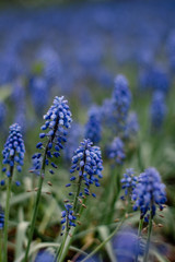 Blue Grape Hyacinth. Flowers Muscari. Blue flowers in spring garden.  First blue Springs flowers. Blue Muscari flowers close up.